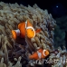 anemonefish_falseclown_nus_h_0705_png1873.jpg